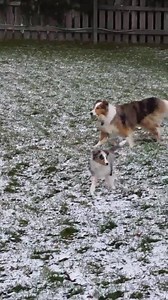 Sterling has been medically cleared to have the freedom to run in his foster parent's yard for the first time! He doesn't have to stay on the porch, he can run with the big dogs! https://www.illinoissheltierescue.com/more.html | Central Illinois Sheltie Rescue