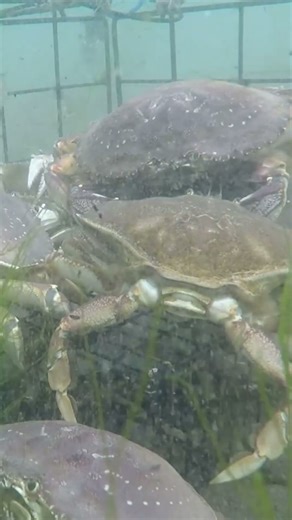 How Far Can Dungeness Crabs Travel? #crab