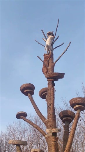 I made a cat tree with my own hands.#cat#Stray Cat Rescue#Adoption of Stray Cats