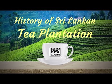 Ceylon Tea - History of Sri Lankan Tea Plantation