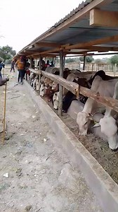 1.7K views · 22 reactions | Feedloting bulls are fed Ad-lib on fodder and ration on fattener to ensure achievement of desired weight gain of 1.5kg per day ============{{=== Consult us on feedlot feeding and feeds formulation Tel 0768303451 | African Farm Resource Centre | Facebook