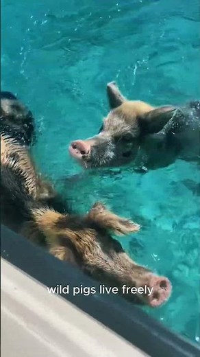 🌴🐷 “Swimming Pigs of the Bahamas | Exuma’s Famous Pig Beach”#PigBeach #SwimmingPigs #Bahamas #Exuma