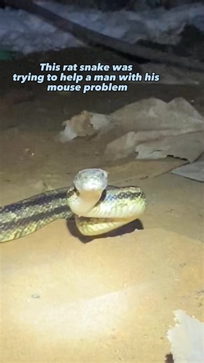 Rat snakes scare people because of their size but are one of the most harmless animals around unless youre a rodent or bird! #snake #rescue #education #release #ratsnake #animals #reptiles