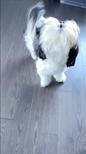Howling Cutie Pie!