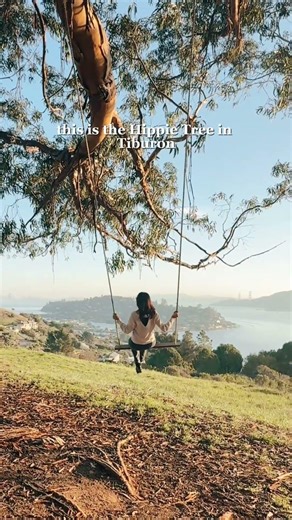 Secret tree swing just north of San Francisco