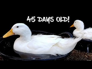 From Duckling to Adult in 45 DAYS! Crazy Pekin Duck Growth!