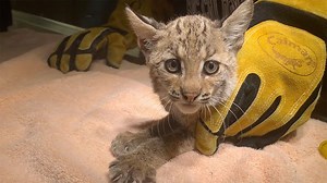 Meet our newest rehab bobcat, Byrdie. Learn about her story straight from the mouth of her rescuer. You can see how she is doing, and how her first veterinary check up went. Keep up with all of our rehab bobcats by visiting and subscribing to BigCatTV.com! | Big Cat Rescue