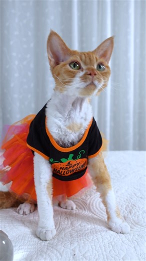 start your week off right with a purr-fect prediction from The Great Tangerini for the week of October 27th 🔮 #dailyhoroscope #DevonRexMagic #CatAstrologer #FelineFortune | The Rockstar Cats