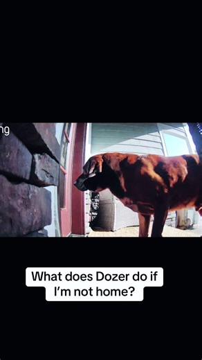 Dozer's Village Adventures: A Heartwarming Story of Support and Friendship