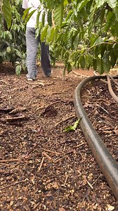 Năm nay cây vú sữa sau vườn nhà Trang sai trĩu quả, ngọt lịm. Hôm nay, Trang leo lên hái ăn tại chỗ luôn nha. #trangodaklak #anvusuataicay | Trang ở Đak Lak