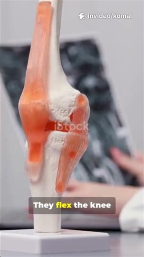 muscles and their functions #anatomyforbeginners #humanskeleton #skeletalsystem #biologybasics