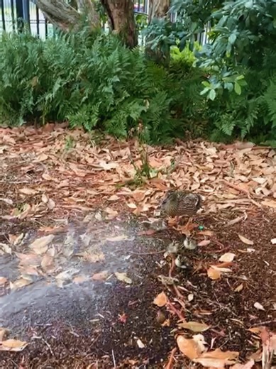 Aussie Supporter 🇦🇺 (@rainbow.brite87)’s videos with A Summer Place - Hollywood Strings Orchestra