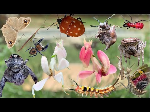 Close-up of beautiful insects in nature. Mantis. Spider. Caterpillar. Butterfly
