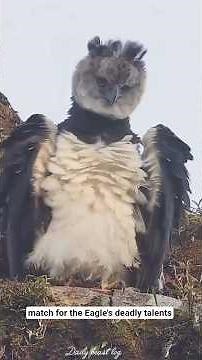 “The Eagle That Hunts Monkeys — Nature’s Deadliest Predator #documentary
