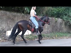 Sexy Girl Riding Horse on Road | Cavalos | #horse #horseriding