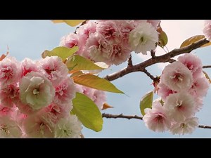 Beautiful cherry blossoms in full bloom (Vancouver, BC) | #HelloSpringCBC