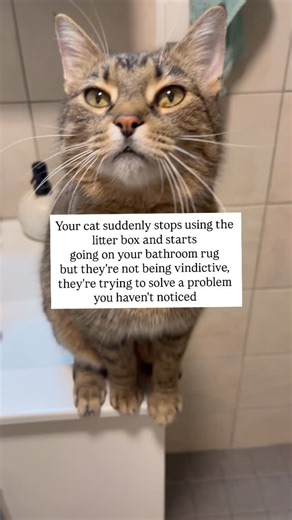 Luni | A cat living in a bus | When cats eliminate outside the box, they’re communicating something is wrong. Cats don’t pee on your stuff out of spite. Their brains... | Instagram