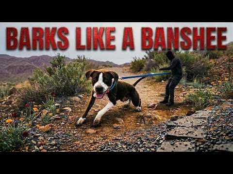 This ENDED his Dog Reactivity in 1 Session (Stop Barking & Lunging on Walks)