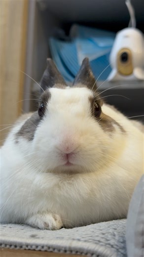 噗噗 on Instagram: "噗噗：現在要做什麼？還是躺著好了… #噗噗 #侏儒兔 #兔寶 #日常 #🐰 #🐇 #烏薩奇 #bubu #bunny #bunnylove #bunnystagram #adorable #ブブ #うさぎ #かわいい #ペット #うさぎの暮らし"