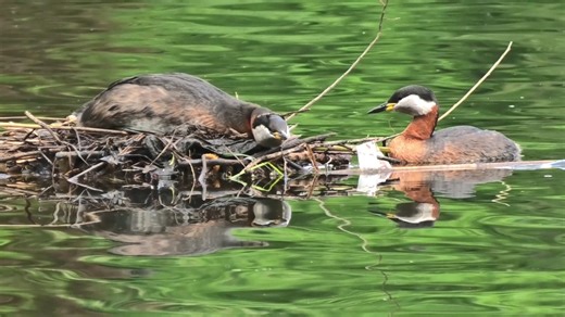 Horned Grebe, Podiceps Auratus