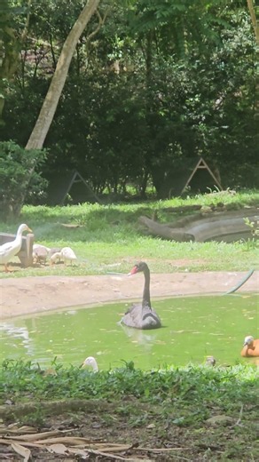 I Never Expected to See THIS at Cebu Safari... 😲 (The Real Black Swan)