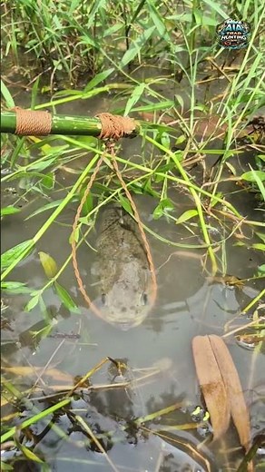 Making a Easy Fish Trap #fishing #fish #reels