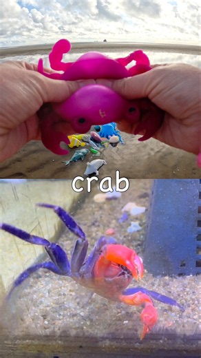 Sea Animal Names for Kids to Learn at the Beach: Blobfish Manta Ray Fish Crab Pufferfish