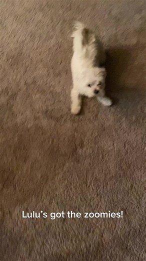 Project Aloha (@projectaloha)’s videos with original sound - Project Aloha