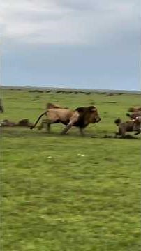 Lion vs Hyena | Eternal Enemies | Masai Mara