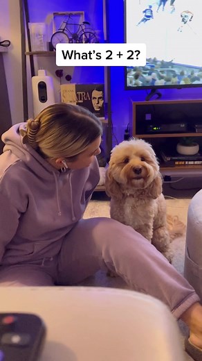 She’s soo smart… 😳😂 #dogs #smart #dogsoftiktok #mathdog #fyp #foryou #lunatheminicockapoo