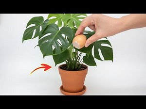 You Will Never Throw Away Eggshells After Watching This! Amazing Egg Shell Powder! | Click DIY