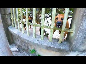 Tiếng Chó Sủa | Dog Barking Sounds