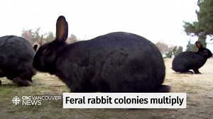 38 reactions · 3 comments | Thanks for the chat CBC. This news coverage is so important, educating the general public about the plight of abandonned, domestic rabbits and growing feral populations in our community. Resuces. can't. keep. up. Education, outreach, and municipal support is essential. | Rabbitats | Facebook