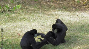 Two White cheeked gibbon playing together on greensward. Northern White-Cheeked Gibbon (Nomascus leucogenys). Males have black hair over their entire bodies.