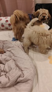 35 reactions | #nandinidutta_official_ #cookie #snowee | Sandip Dutta | Facebook