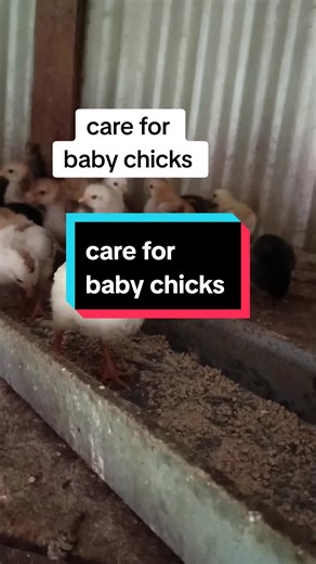 Tips on Taking Care of Baby Chicks | Chick Care from Day 1 to Day 7