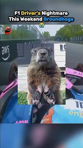 Gasly Repeated Albon’s Marmot Incident 😭