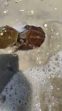 Horseshoe crab mating