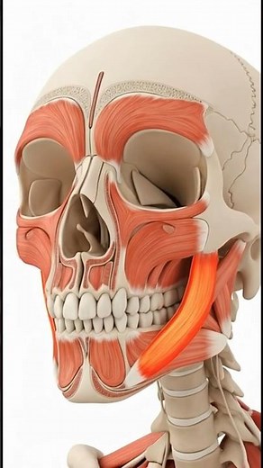 WATCH Every Muscle in Your Body