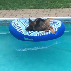 German Shepherd Dogs Australia on Reels
