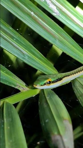 Why is it called a Parrot Snake?