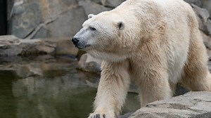 Cincinnati Zoo's 'Little One,' oldest male polar bear in American zoos, euthanized