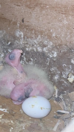 Cockatiel bird baby 🐣| #cockatiel #birds #baby #cockatielbird #parrot #cutebaby #ytshorts #shorts