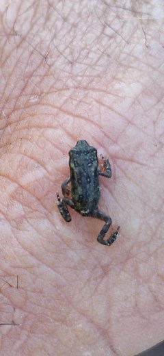 1K views | Pond Update , Frogs Heading to the Forest | Taylormade Fisherman | Facebook