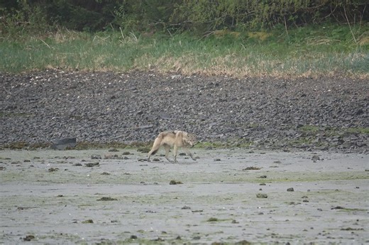 Wolves eliminate deer on Alaskan island, quickly shift to eating sea otters, OSU researchers find
