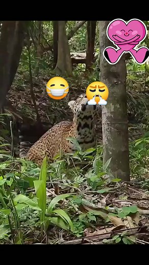 Animals in actions 🎬 😌 👌 🙌 😍 | Amazing entertainment tv