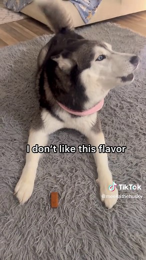 Hilarious Husky Arguing with Owner | Funny Video 😂👀🙄