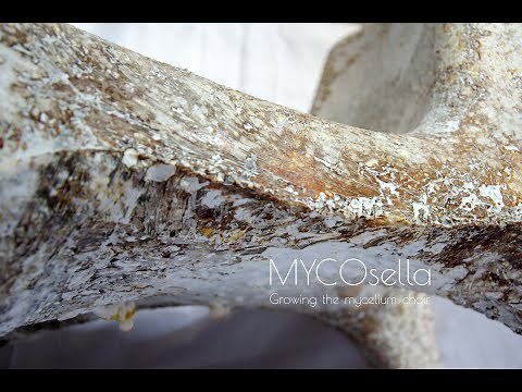 MYCOsella, Growing the Mycelium Chair - Manufacture Process Time-Lapse Video