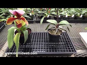 OrchidWeb - Humidity Tray & Grid