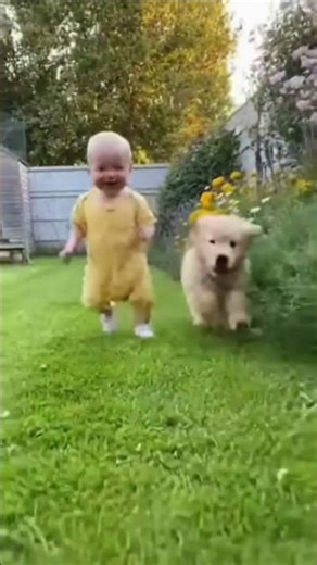 course : bébé vs chien